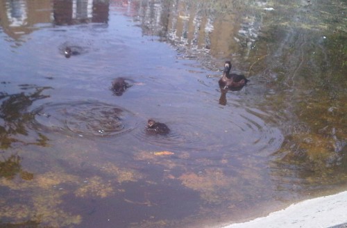 A new brood of either, Tufted Ducks, or Scaups - duck experts, help please!